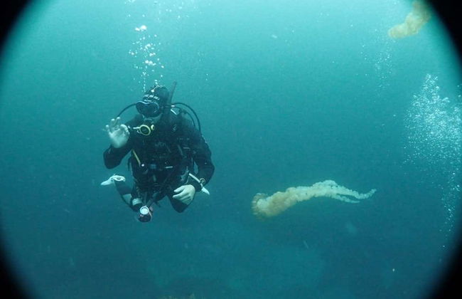 Tongoy Beginners Scuba Diving - Photo 2