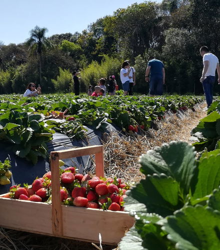 Foto de Tour de la fresa por Atibaia