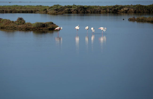 Visita guiada por MónNatura Delta del Ebro - Foto 8
