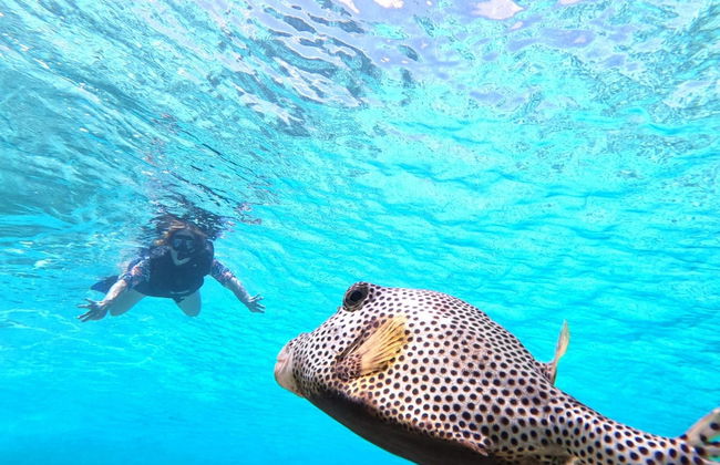 Tour en Mustang por Cozumel - Foto 6