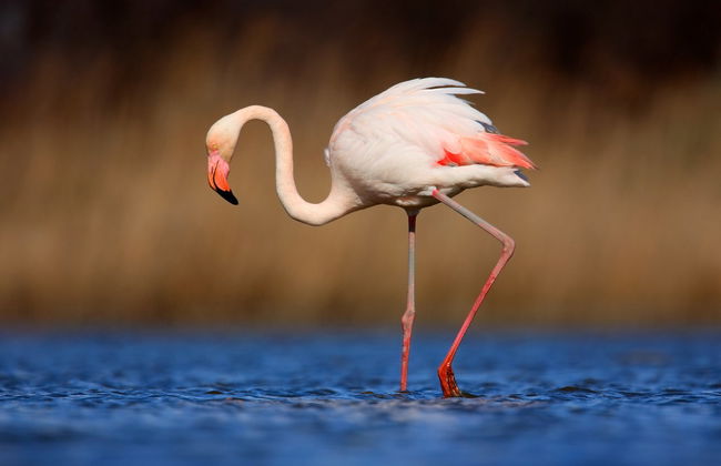 Escursione alla laguna de los Pozuelos - Foto 1