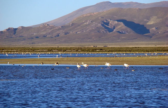 Escursione alla laguna de los Pozuelos - Foto 3