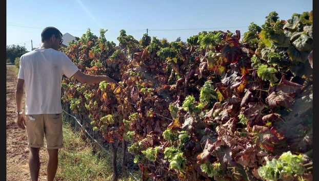 Tour of Algarve Wineries - Foto 2