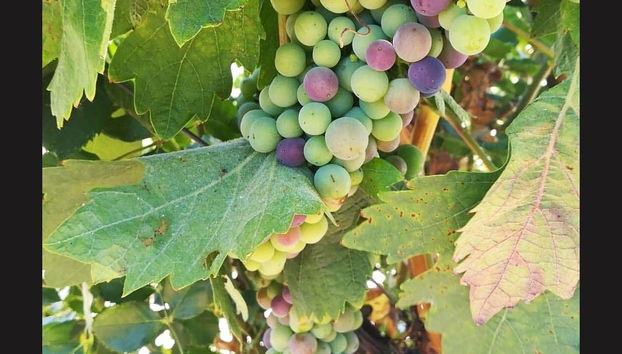 Tour of Algarve Wineries - Foto 3