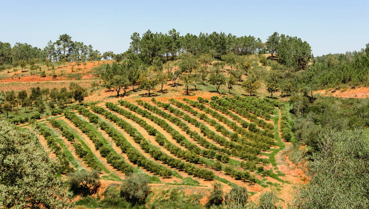 Tour of Algarve Wineries - Foto 1