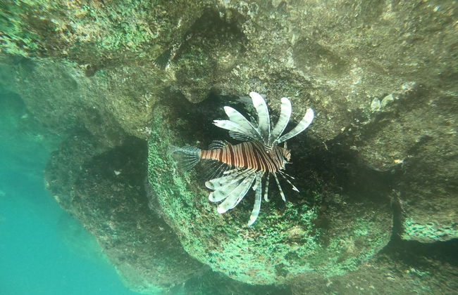 Curso de buceo PADI Open Water en Hikkaduwa - Foto 3