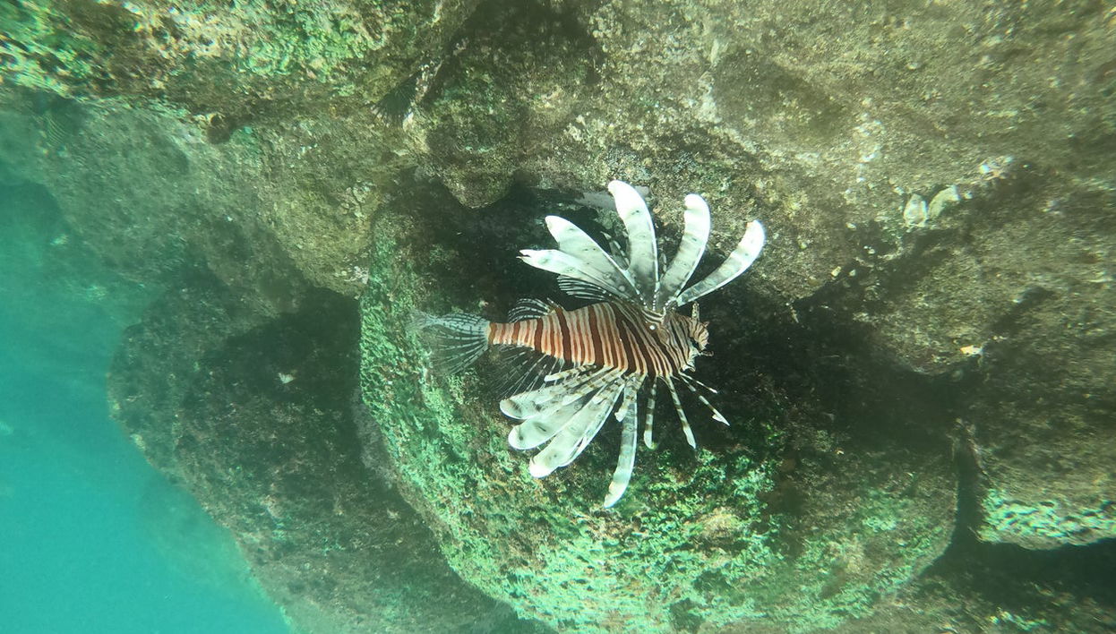 Snorkeling in Hikkaduwa - Photo 1