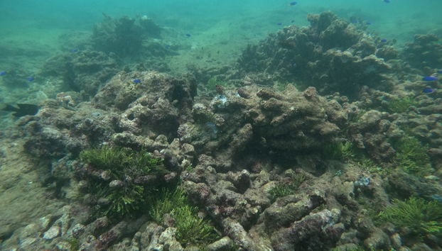Snorkeling in Hikkaduwa - Photo 4