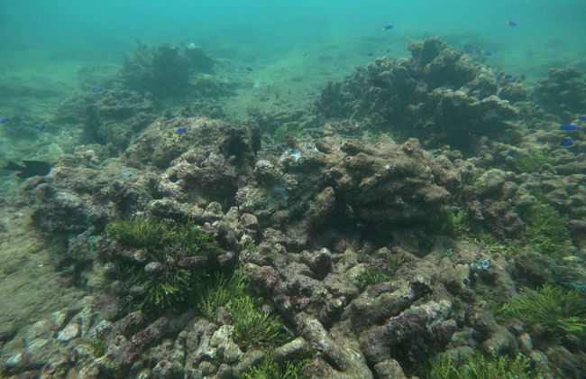 Snorkeling in Hikkaduwa - Photo 4