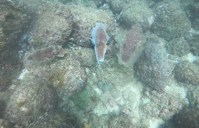 Snorkel en Hikkaduwa - Foto 3