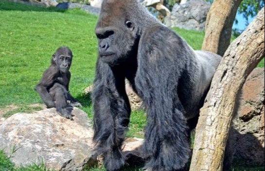 Day trip to Valencia + Bioparc - Foto 7