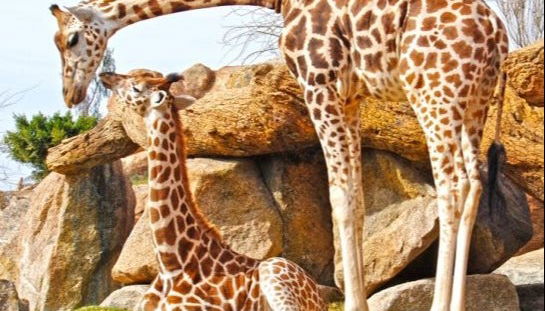 Escursione a Valencia + Bioparc - Foto 4