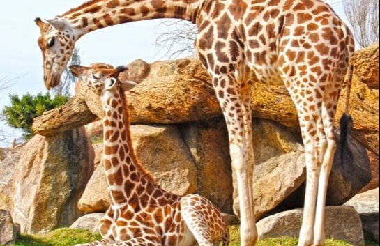 Day trip to Valencia + Bioparc - Foto 4