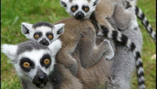 Escursione a Valencia + Bioparc - Foto 5