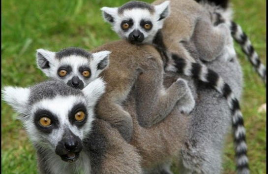 Day trip to Valencia + Bioparc - Foto 5