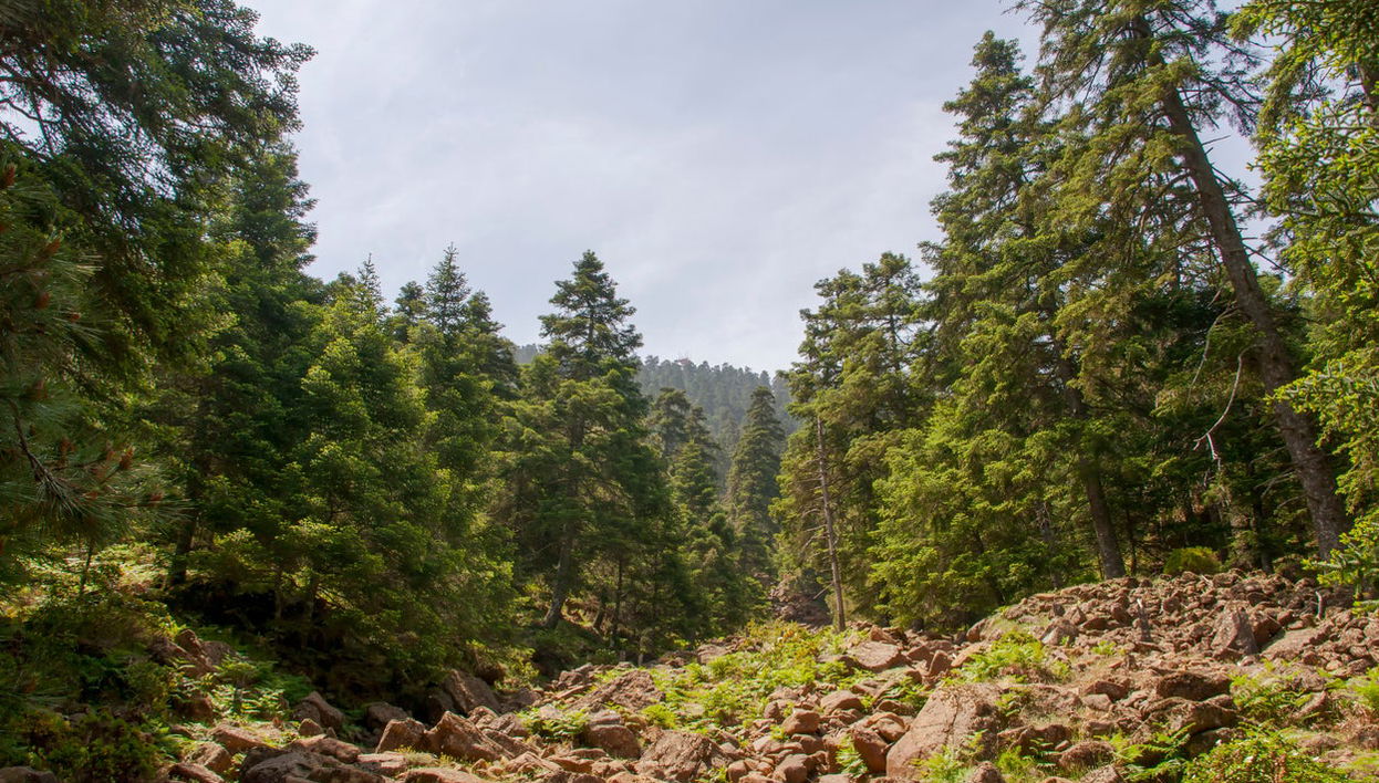 Pinsapos Forest Hiking Tour - Photo 1