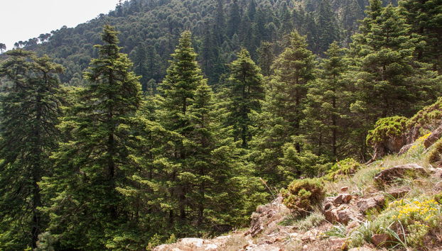 Pinsapos Forest Hiking Tour - Photo 2