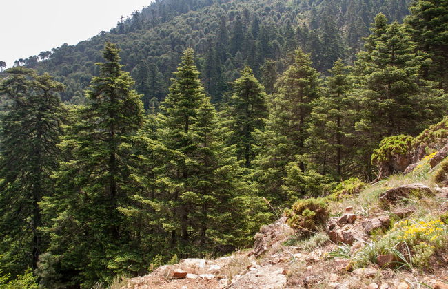 Pinsapos Forest Hiking Tour - Photo 2