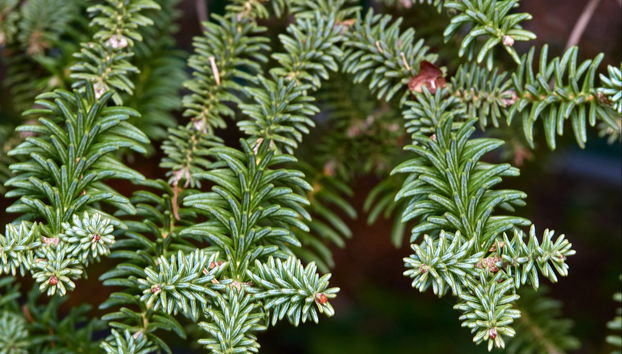 Pinsapos Forest Hiking Tour - Photo 3