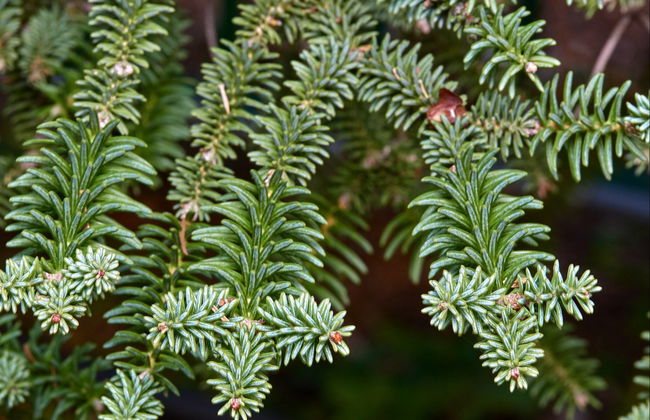 Pinsapos Forest Hiking Tour - Photo 3