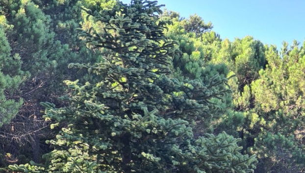 Pinsapos Forest Hiking Tour - Photo 4