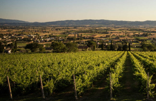 Degustazione di olio biologico - Photo 7