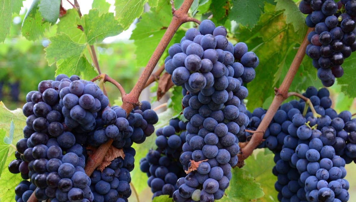 Degustazione di vino in Valdichiana - Photo 1