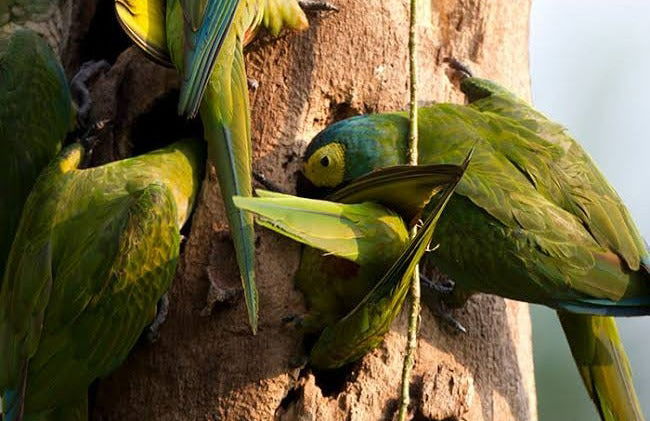 Tour de 5 días por la Reserva Nacional Tambopata - Foto 4