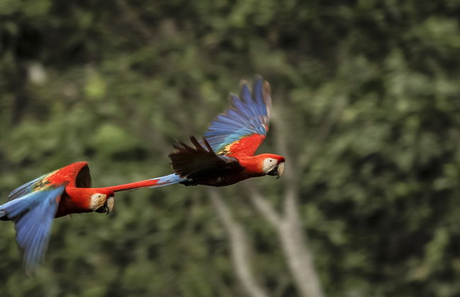 Tour de 5 días por la Reserva Nacional Tambopata - Foto 6