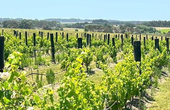 Tour privado de vinhos por Colônia do Sacramento - Foto 8