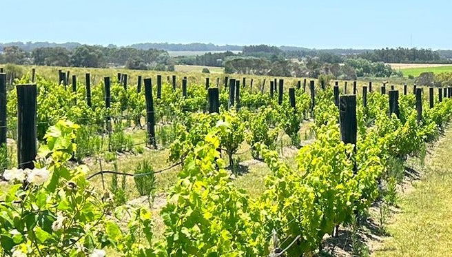 Tour privado de vinhos por Colônia do Sacramento