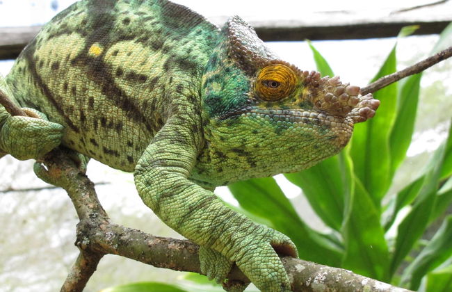Tour di 9 giorni in Madagascar - Foto 3