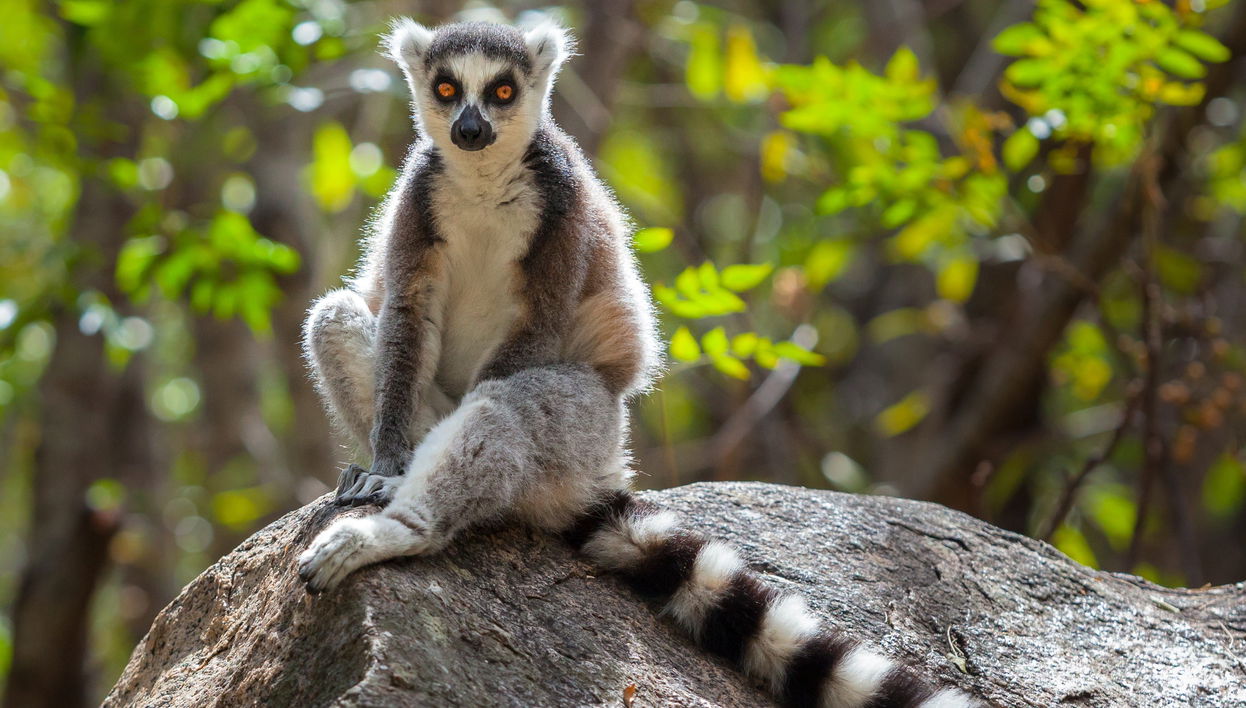 Tour in Ambohidratrimo - Foto 1