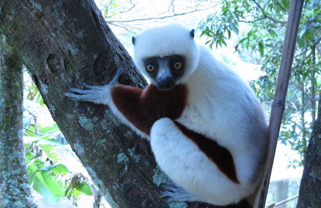 Tour di 9 giorni in Madagascar - Foto 2