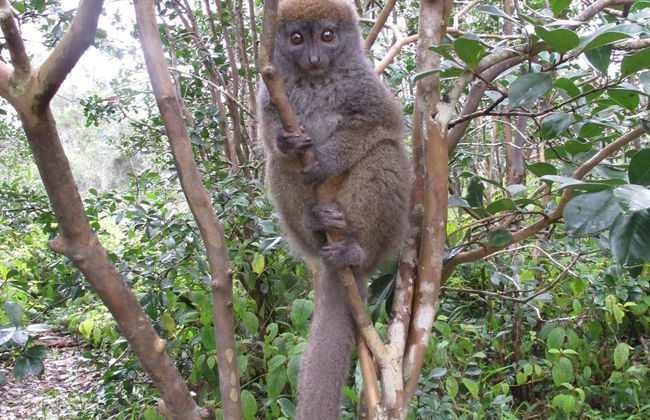 Tour di 9 giorni in Madagascar - Foto 6