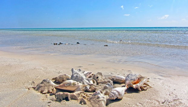 Snorkel in Sharm El Luli + Wadi El Qulaan - Photo 4