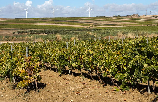 Visita a un viñedo + Degustación de productos típicos - Foto 7
