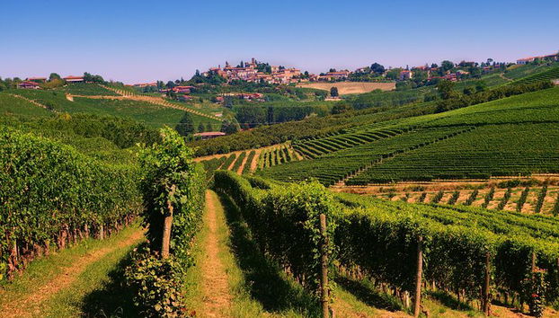 Spaziergang durch den Weinberg