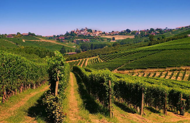 Langhe Wine & Food Tour da Torino: Barolo e Altro - Foto 5