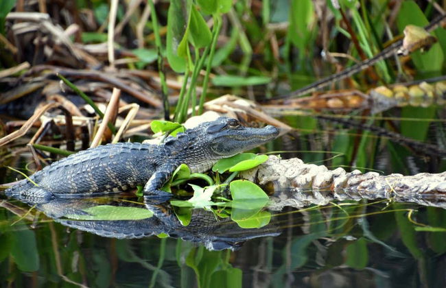 Entrada a Flamingo Gardens - Foto 6