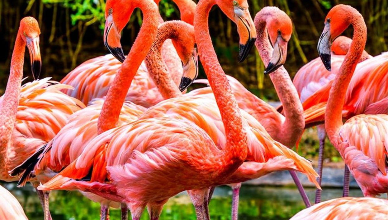 Entrada a Flamingo Gardens - Foto 1