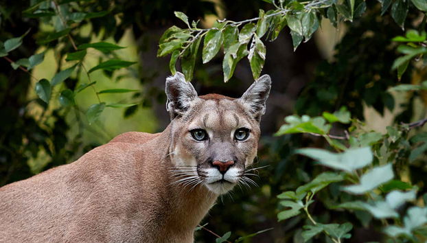 Entrada a Flamingo Gardens - Foto 4