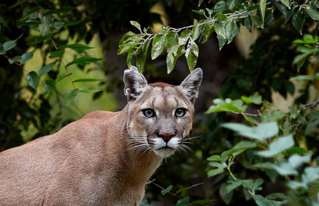 Entrada a Flamingo Gardens - Foto 4