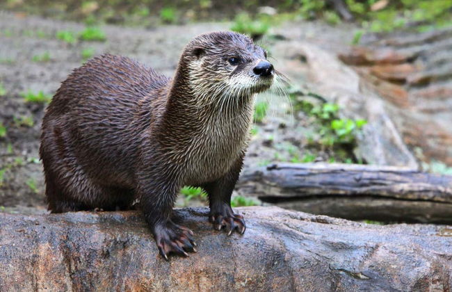 Entrada a Flamingo Gardens - Foto 3