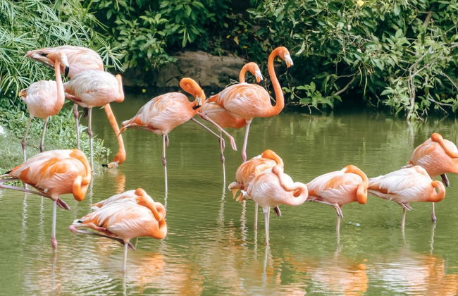Flamingo Gardens Tickets - Photo 4