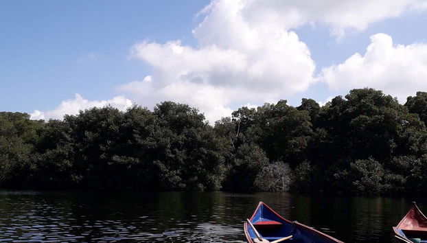 Paseo en barco por la ciénaga La Caimanera - Foto 5