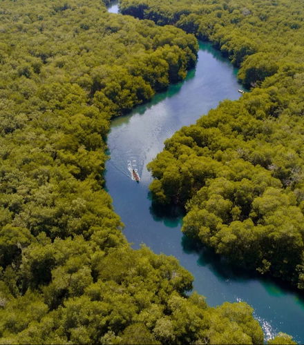 Foto de Paseo en barco por la ciénaga La Caimanera