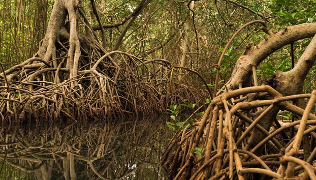 Paseo en barco por la ciénaga La Caimanera - Foto 2