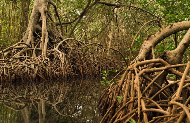 Paseo en barco por la ciénaga La Caimanera - Foto 2