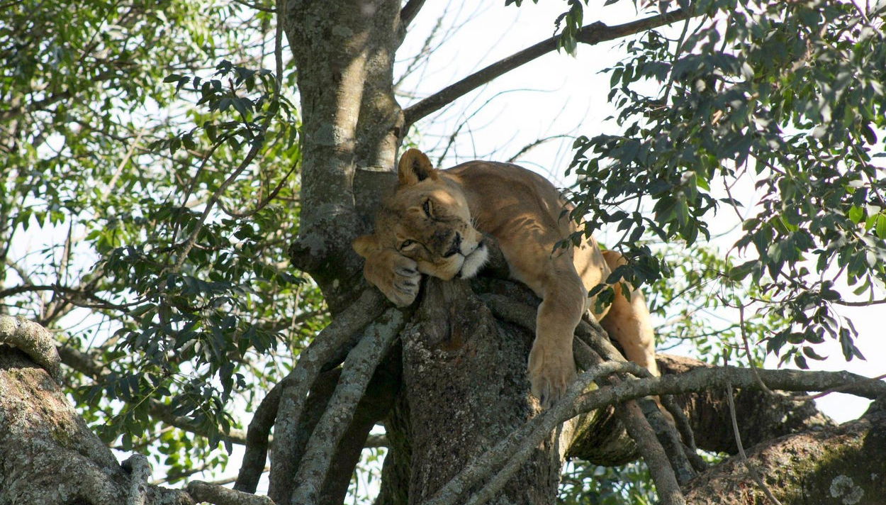 Safari de 5 días por Masái Mara, Lago Nakuru y Parque Nacional Aberdare - Foto 1